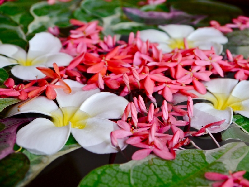 Flowers