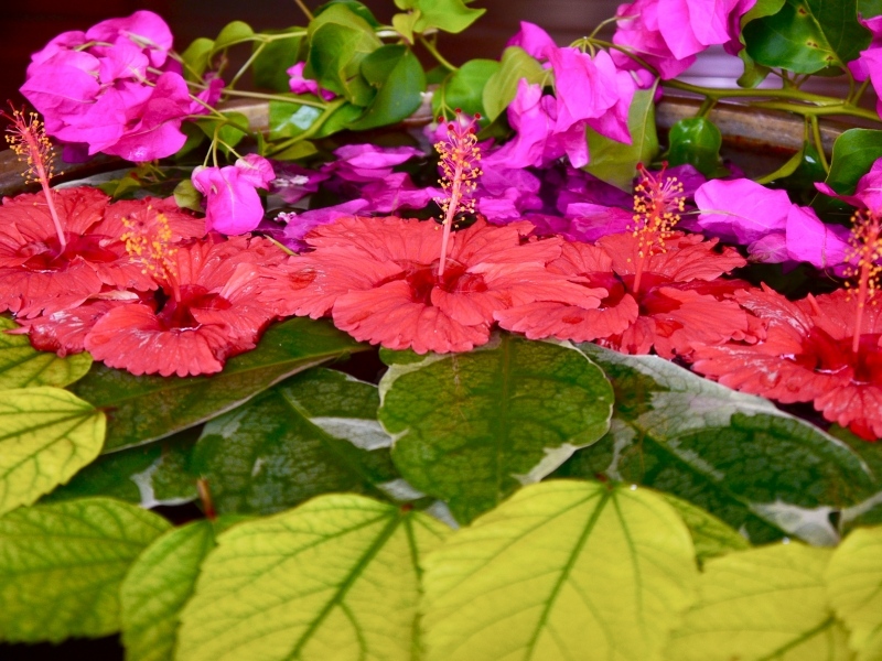 Flowers