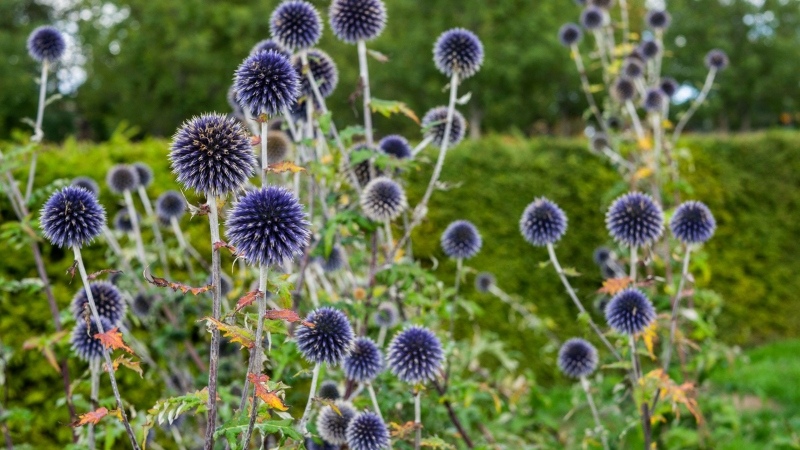 Flowers