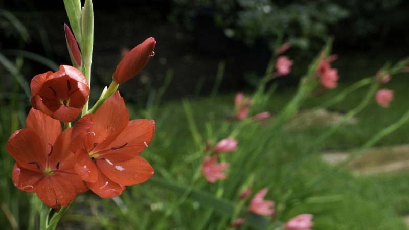 Flowers