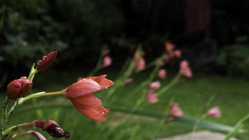 Flowers