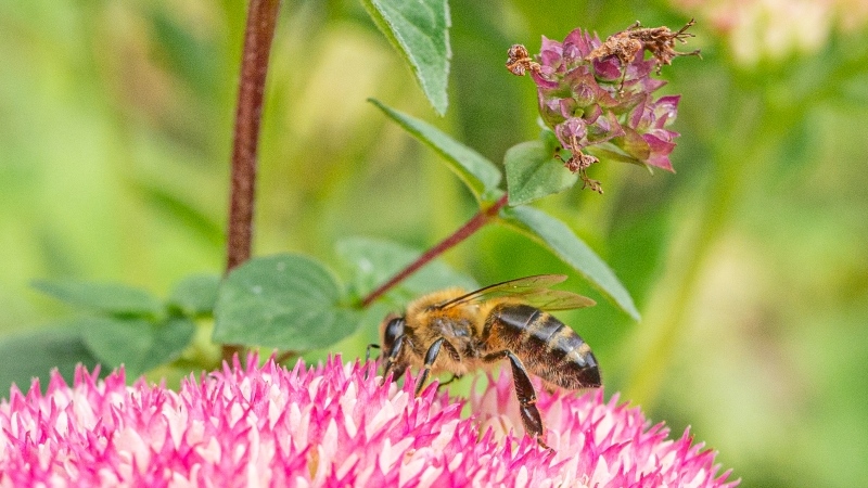 Bee